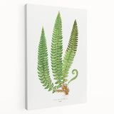 Realistic Fern Art Print - Aspidium Lonchitis by E.J. Lowe - Elegant Wall Decor