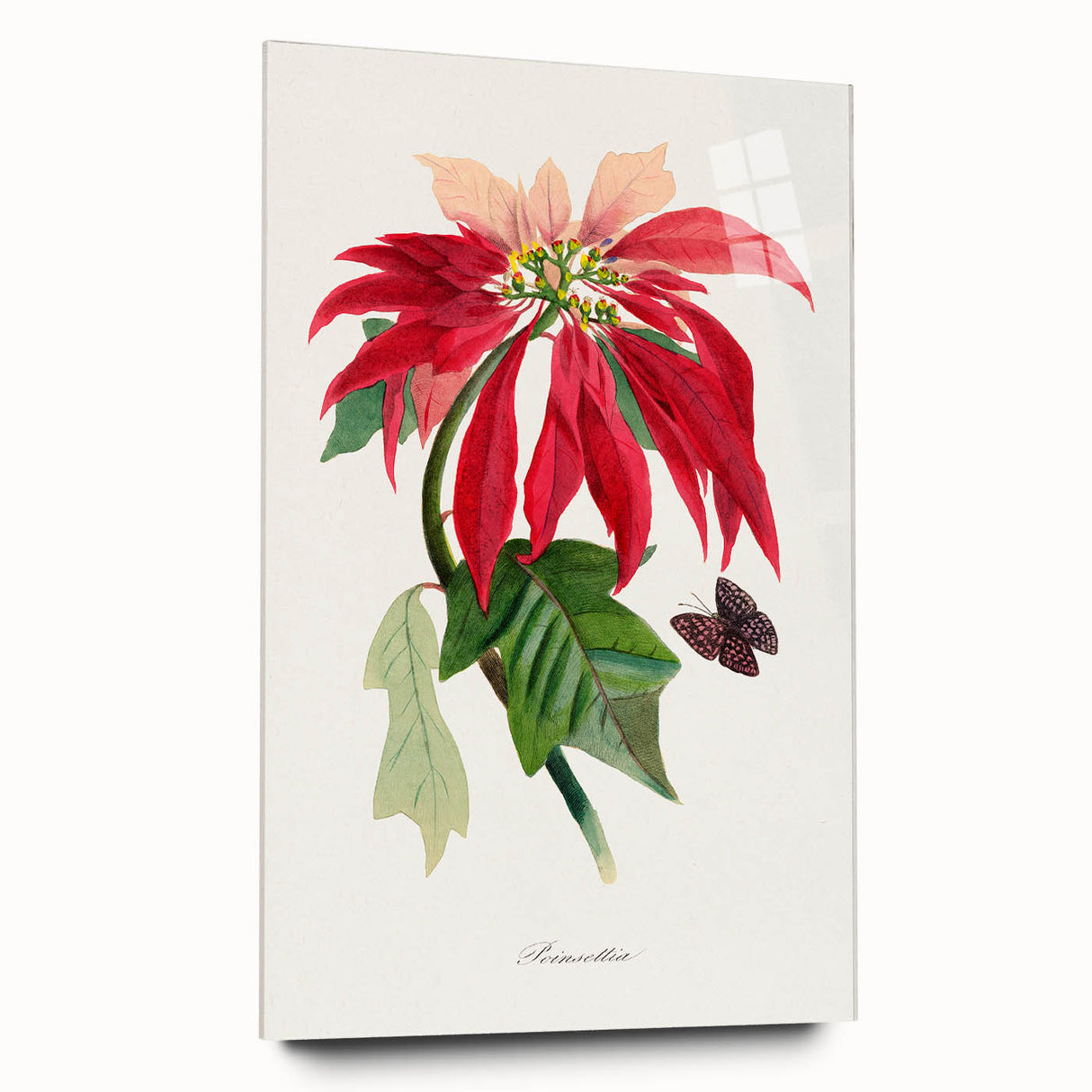 Romanticism Art - Poinsettia Flower Painting with Historical Elegance