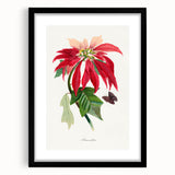Romanticism Art - Poinsettia Flower Painting with Historical Elegance