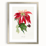 Romanticism Art - Poinsettia Flower Painting with Historical Elegance