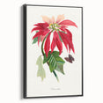 Romanticism Art - Poinsettia Flower Painting with Historical Elegance
