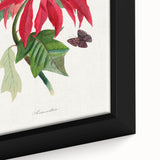 Romanticism Art - Poinsettia Flower Painting with Historical Elegance