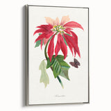Romanticism Art - Poinsettia Flower Painting with Historical Elegance