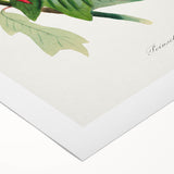 Romanticism Art - Poinsettia Flower Painting with Historical Elegance