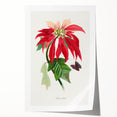 Romanticism Art - Poinsettia Flower Painting with Historical Elegance