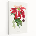 Romanticism Art - Poinsettia Flower Painting with Historical Elegance