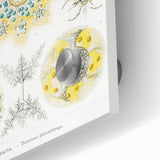 Modern Wall Art - Intricate Polycyttaria Print for Nature-Inspired Decor