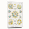 Modern Wall Art - Intricate Polycyttaria Print for Nature-Inspired Decor