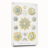 Modern Wall Art - Intricate Polycyttaria Print for Nature-Inspired Decor