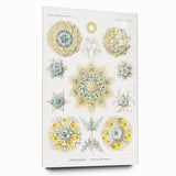 Modern Wall Art - Intricate Polycyttaria Print for Nature-Inspired Decor