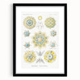 Modern Wall Art - Intricate Polycyttaria Print for Nature-Inspired Decor