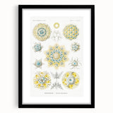 Modern Wall Art - Intricate Polycyttaria Print for Nature-Inspired Decor