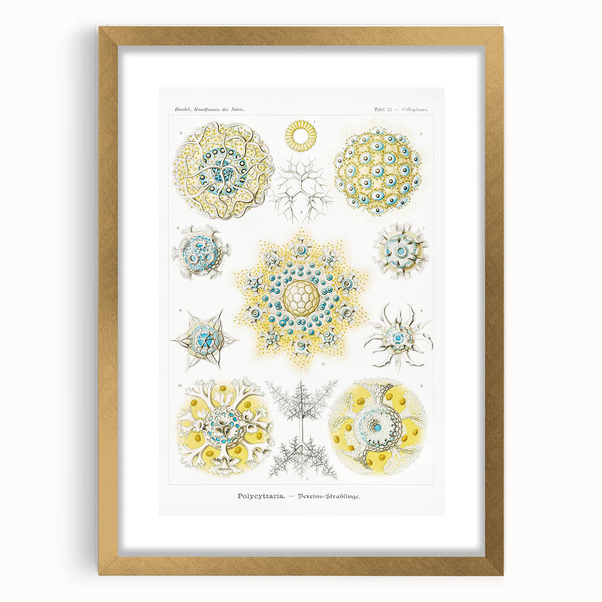 Modern Wall Art - Intricate Polycyttaria Print for Nature-Inspired Decor