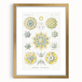 Modern Wall Art - Intricate Polycyttaria Print for Nature-Inspired Decor