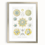 Modern Wall Art - Intricate Polycyttaria Print for Nature-Inspired Decor