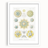 Modern Wall Art - Intricate Polycyttaria Print for Nature-Inspired Decor