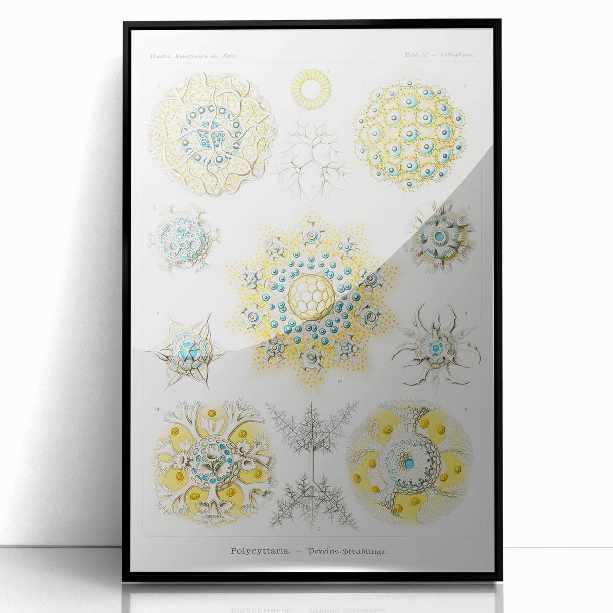 Modern Wall Art - Intricate Polycyttaria Print for Nature-Inspired Decor