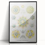 Modern Wall Art - Intricate Polycyttaria Print for Nature-Inspired Decor