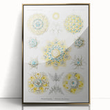 Modern Wall Art - Intricate Polycyttaria Print for Nature-Inspired Decor