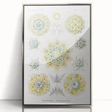 Modern Wall Art - Intricate Polycyttaria Print for Nature-Inspired Decor