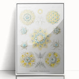 Modern Wall Art - Intricate Polycyttaria Print for Nature-Inspired Decor