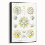 Modern Wall Art - Intricate Polycyttaria Print for Nature-Inspired Decor
