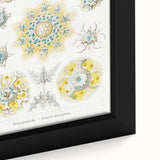 Modern Wall Art - Intricate Polycyttaria Print for Nature-Inspired Decor