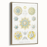 Modern Wall Art - Intricate Polycyttaria Print for Nature-Inspired Decor