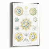 Modern Wall Art - Intricate Polycyttaria Print for Nature-Inspired Decor