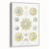 Modern Wall Art - Intricate Polycyttaria Print for Nature-Inspired Decor