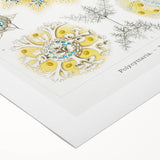 Modern Wall Art - Intricate Polycyttaria Print for Nature-Inspired Decor