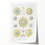 Modern Wall Art - Intricate Polycyttaria Print for Nature-Inspired Decor