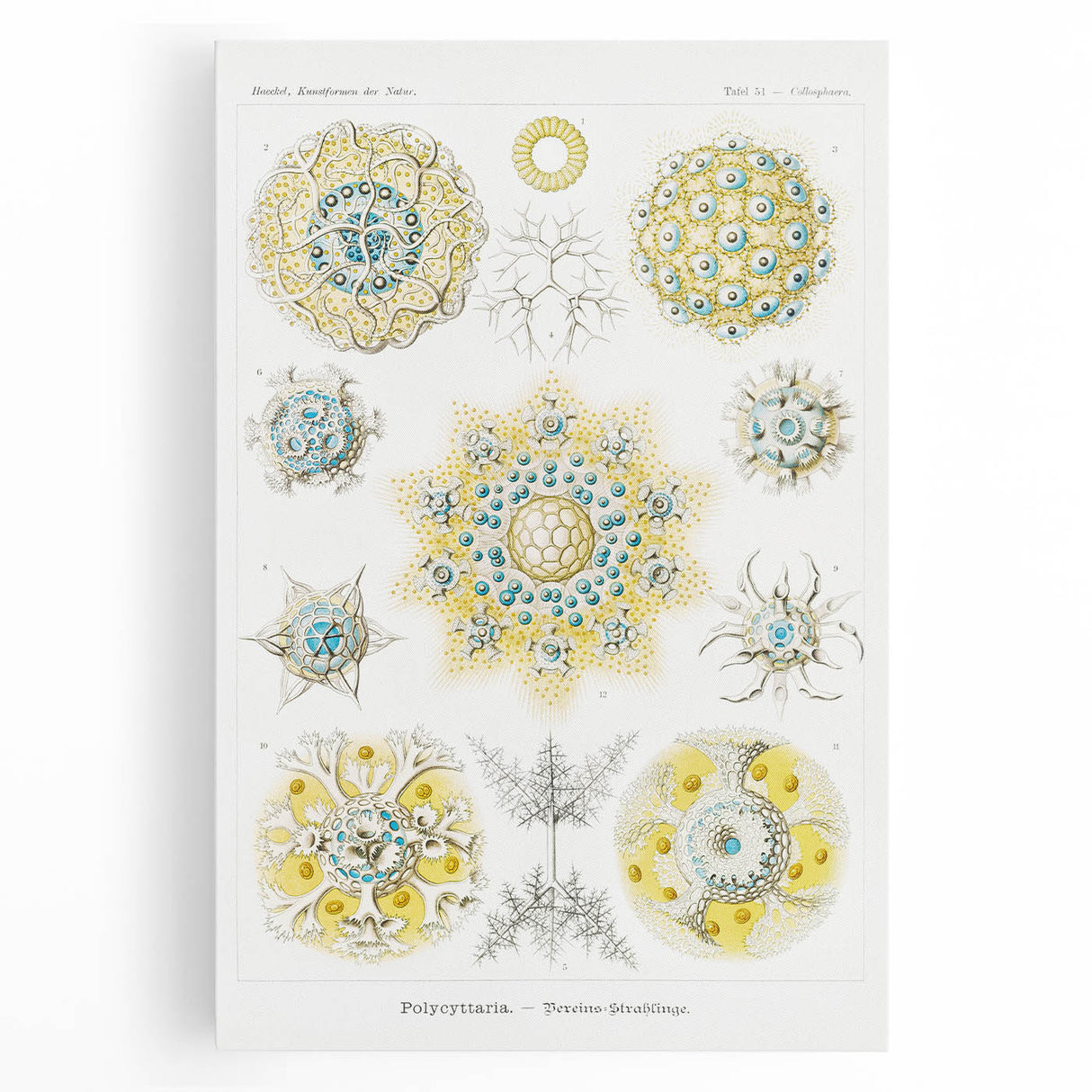 Modern Wall Art - Intricate Polycyttaria Print for Nature-Inspired Decor