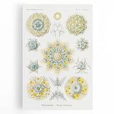 Modern Wall Art - Intricate Polycyttaria Print for Nature-Inspired Decor