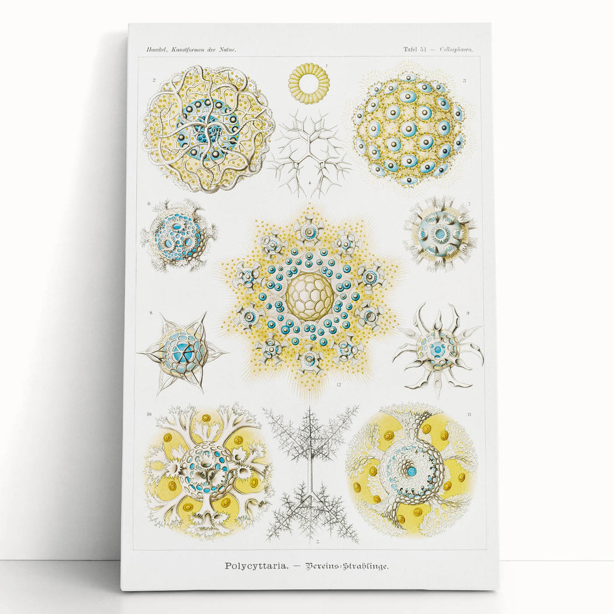 Modern Wall Art - Intricate Polycyttaria Print for Nature-Inspired Decor