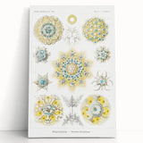 Modern Wall Art - Intricate Polycyttaria Print for Nature-Inspired Decor