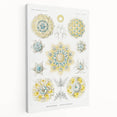 Modern Wall Art - Intricate Polycyttaria Print for Nature-Inspired Decor