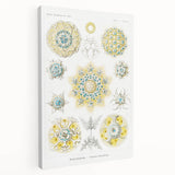 Modern Wall Art - Intricate Polycyttaria Print for Nature-Inspired Decor