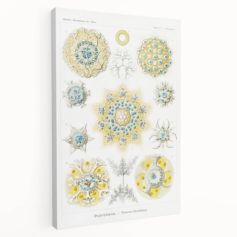 Modern Wall Art - Intricate Polycyttaria Print for Nature-Inspired Decor