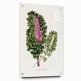 Romanticism Art - Wild Cabbage Leaf Illustration on Canvas