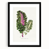 Romanticism Art - Wild Cabbage Leaf Illustration on Canvas