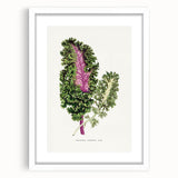 Romanticism Art - Wild Cabbage Leaf Illustration on Canvas