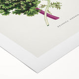 Romanticism Art - Wild Cabbage Leaf Illustration on Canvas