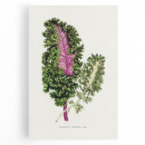 Romanticism Art - Wild Cabbage Leaf Illustration on Canvas