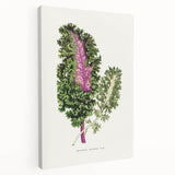 Romanticism Art - Wild Cabbage Leaf Illustration on Canvas