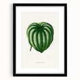 Romanticism Art - Peperomia Argyrea Leaf Illustration on Canvas