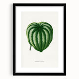Romanticism Art - Peperomia Argyrea Leaf Illustration on Canvas