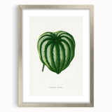 Romanticism Art - Peperomia Argyrea Leaf Illustration on Canvas