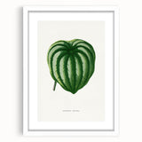 Romanticism Art - Peperomia Argyrea Leaf Illustration on Canvas