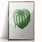 Romanticism Art - Peperomia Argyrea Leaf Illustration on Canvas